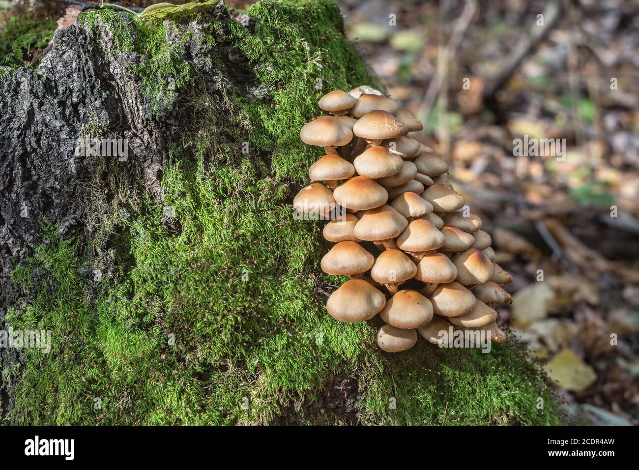 Pilze Stockfoto