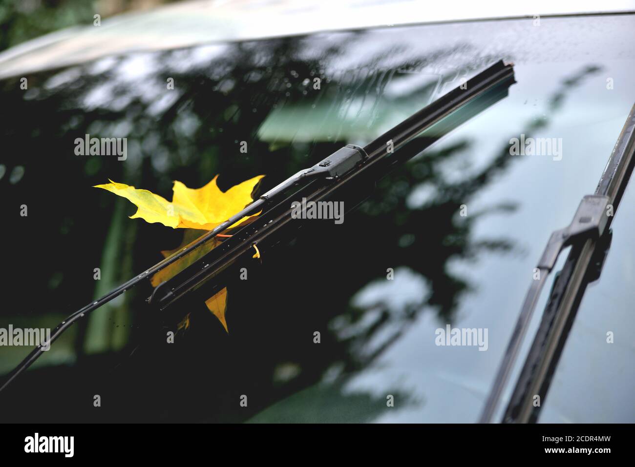 Herbst, Regen gelb Ahornblatt auf Autoglas, Spiegelung im Glas, Herbstbäume schöne Blendung, nach Regen Nahaufnahme Stockfoto