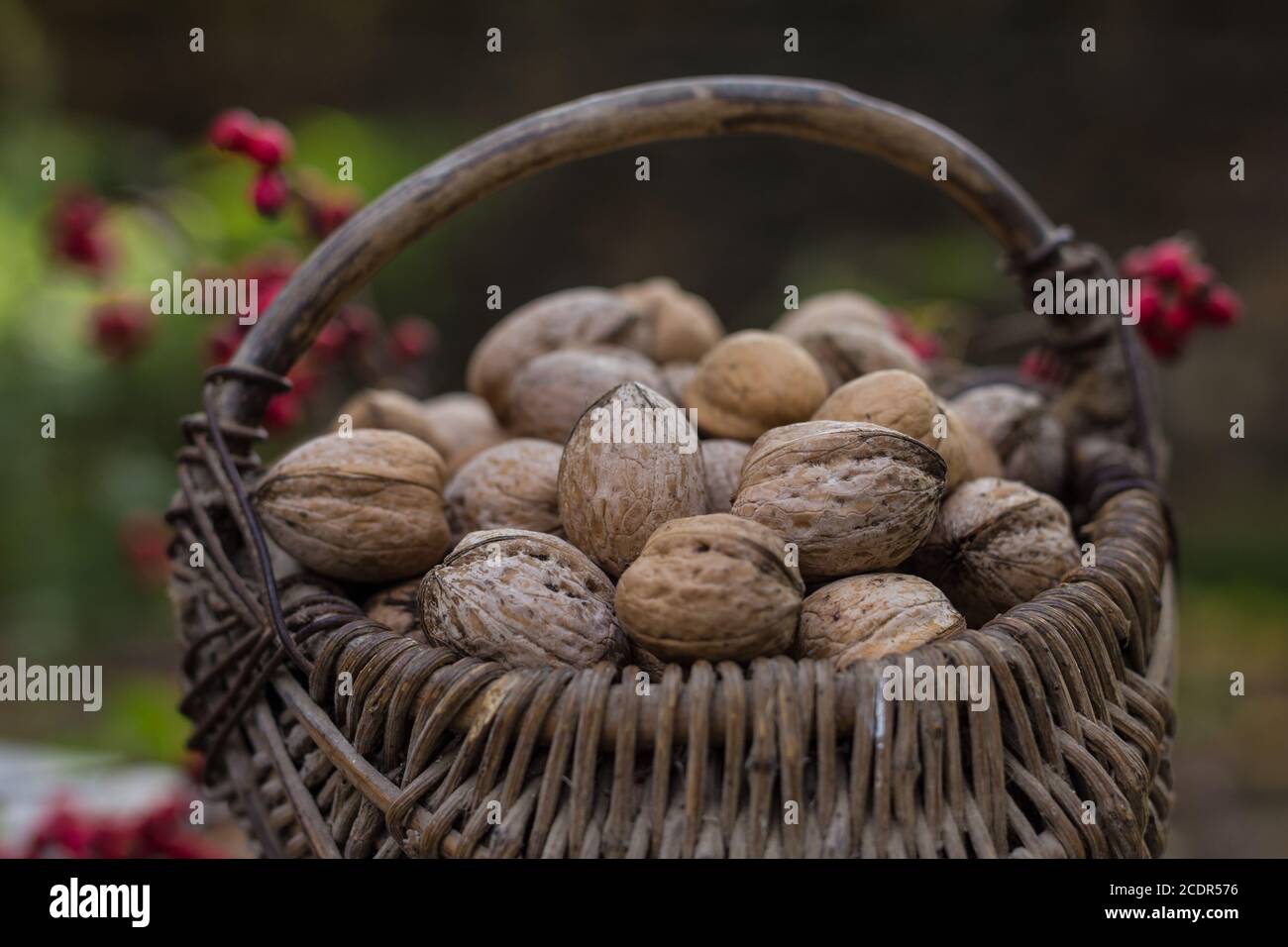 Weidenkörbe mit Walnüssen Stockfoto