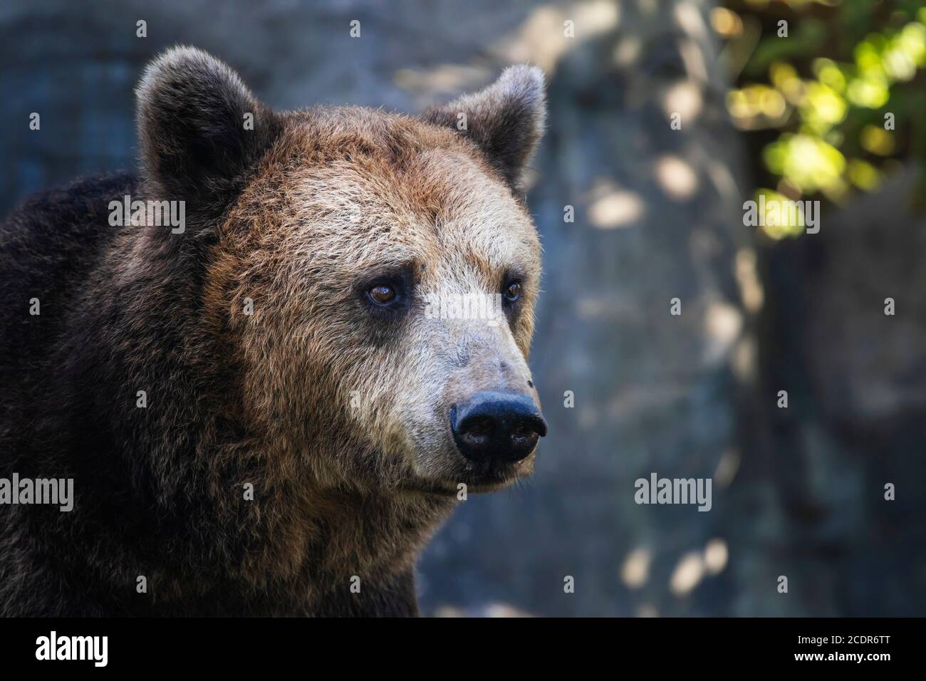 Wilder Braunbär Porträt. Nahaufnahme des wilden Bären im Sommer. Stockfoto
