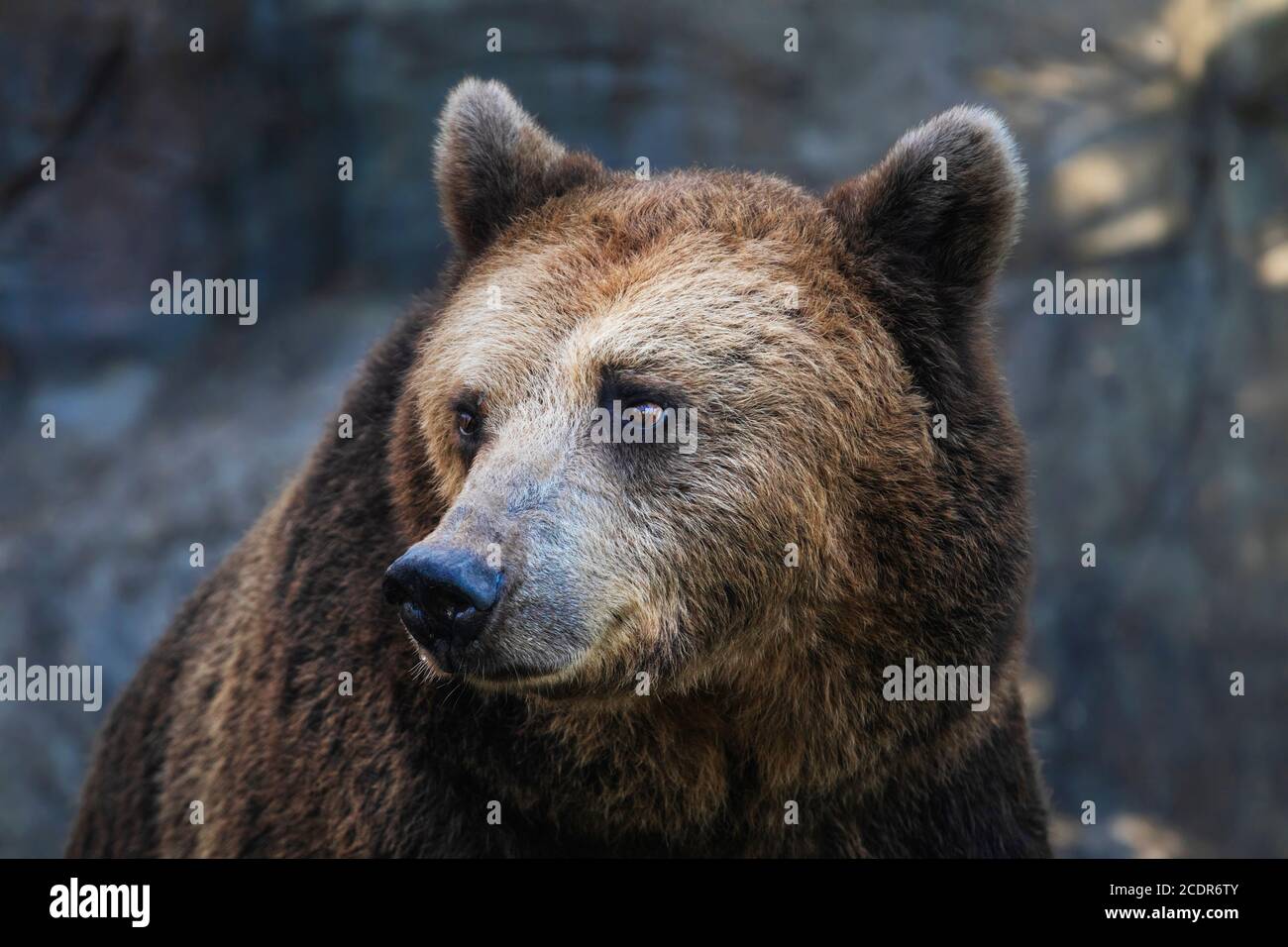 Wilder Braunbär Porträt. Nahaufnahme des wilden Bären schnüffelt im Sommer. Stockfoto