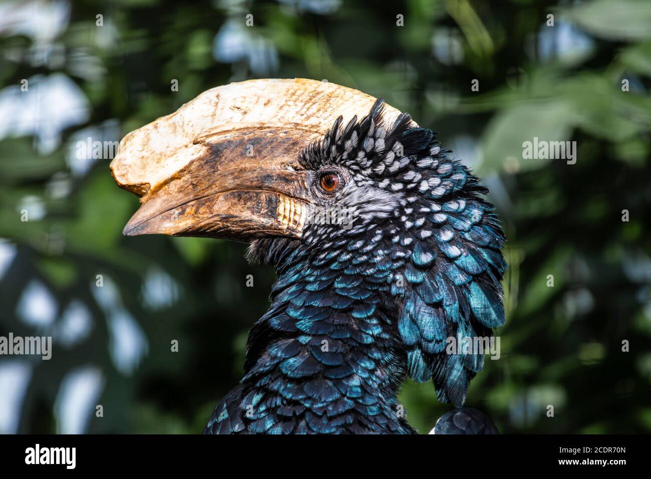 Der silberwabige Hornbill (Bycanistes brevis) ist eine große Art von Hornbill, die in Afrika gefunden wird. Silbrig-cheeked Hornvögel sind Bewohner des Tall e Stockfoto