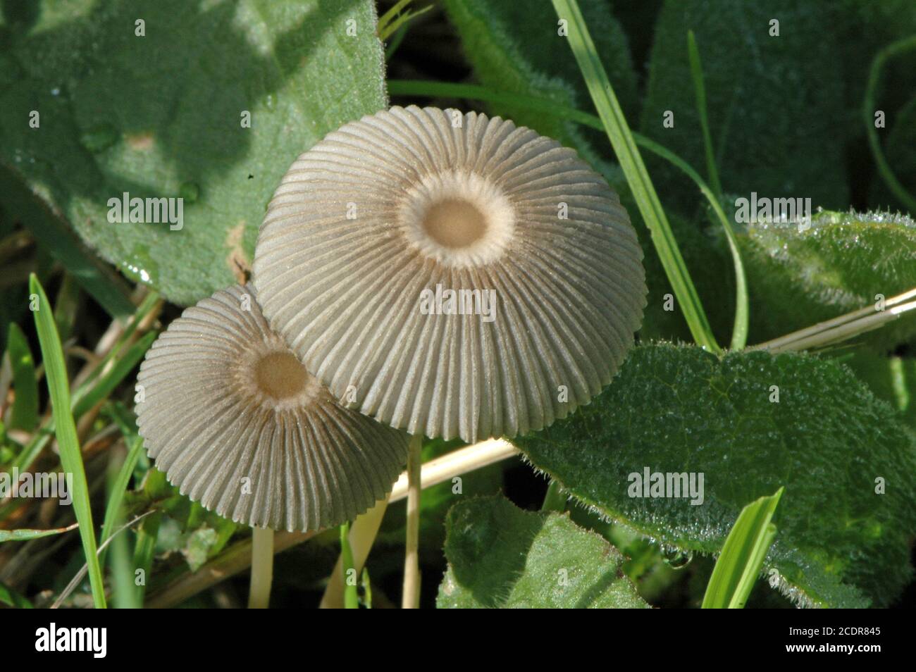 Fairy Sonnenschirm Pilze. (Coprinus plicatilis). Incap-Familie. West Sussex Coastal Plain, Oktober. Stockfoto