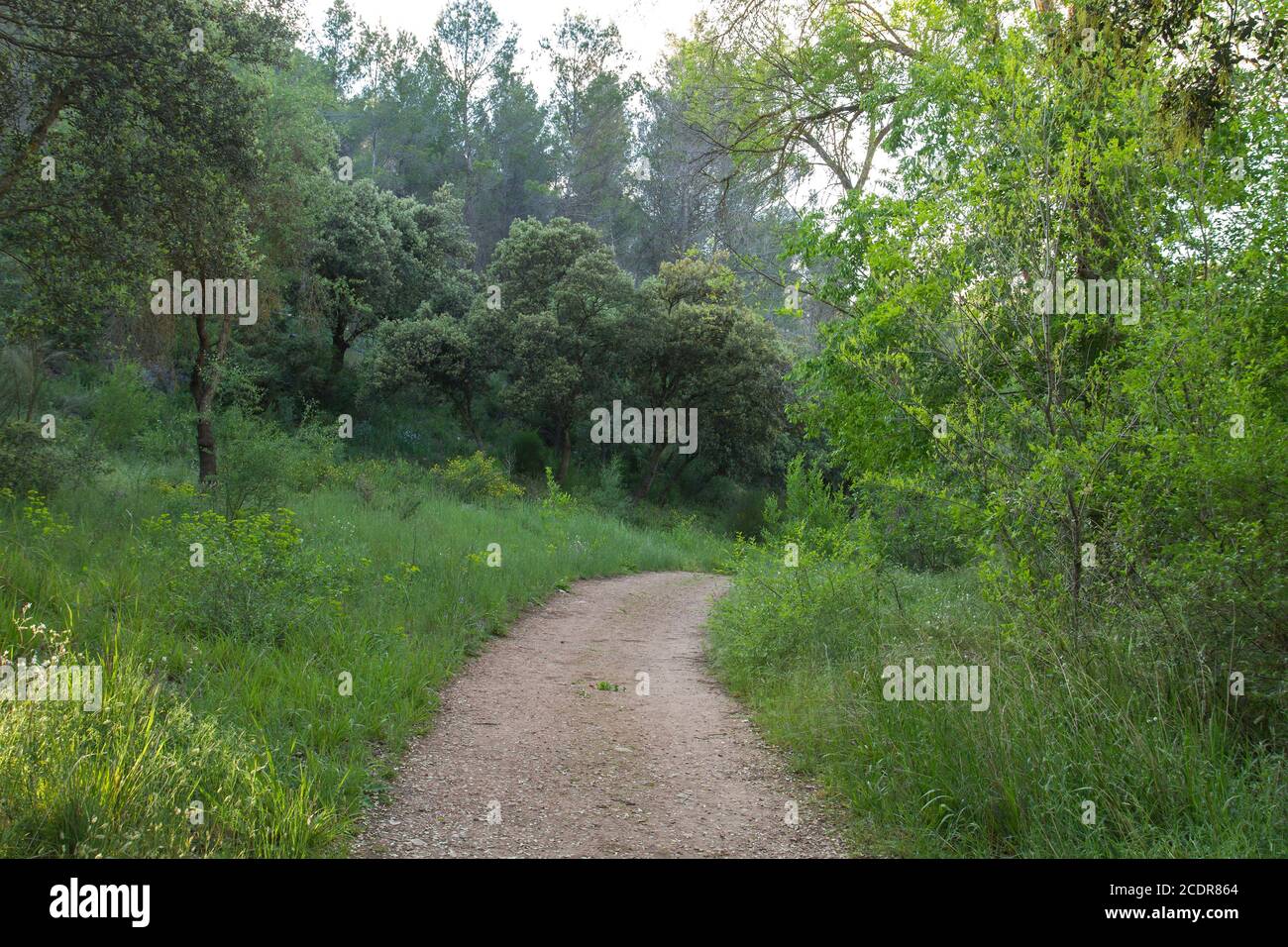 Grüne Frühlingslandschaft im Laubwald Stockfoto