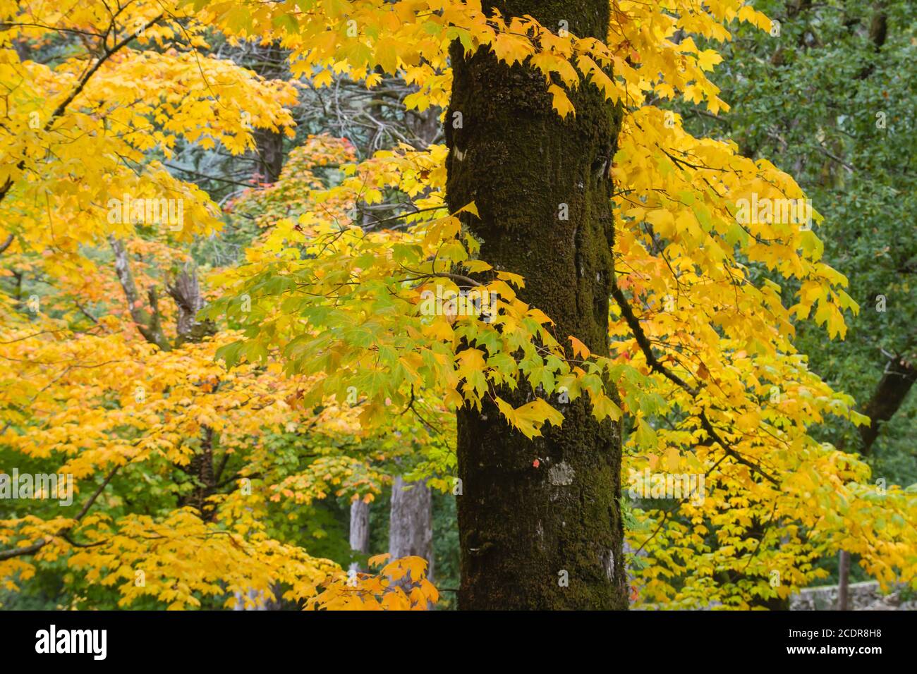 Ahornbaum mit Herbstlaub Stockfoto