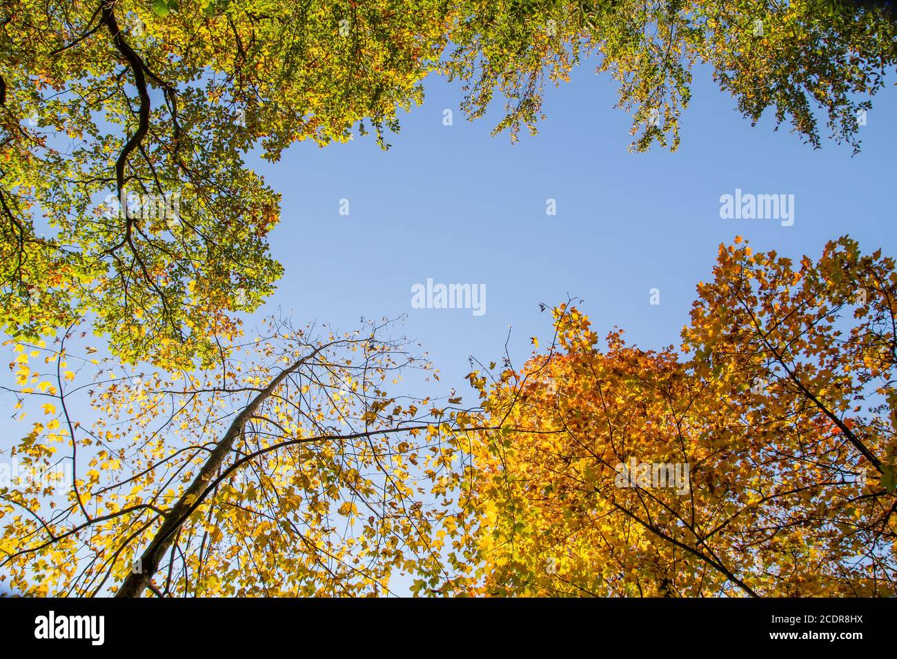 Laubbäume mit herbstlich gefärbtem Laub, blauer Himmel im Hintergrund Stockfoto