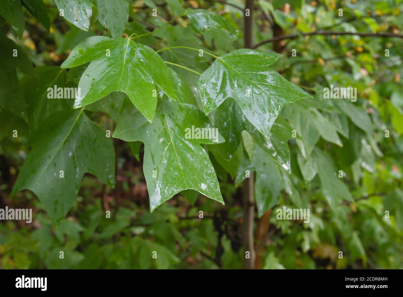 liriodendron tulipifera oder Tulpenbaum grüne Blätter Stockfoto
