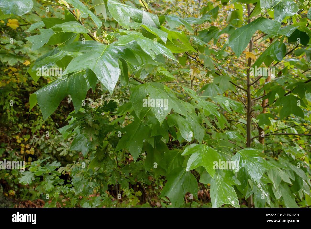 liriodendron tulipifera oder Tulpenbaum grüne Blätter Stockfoto