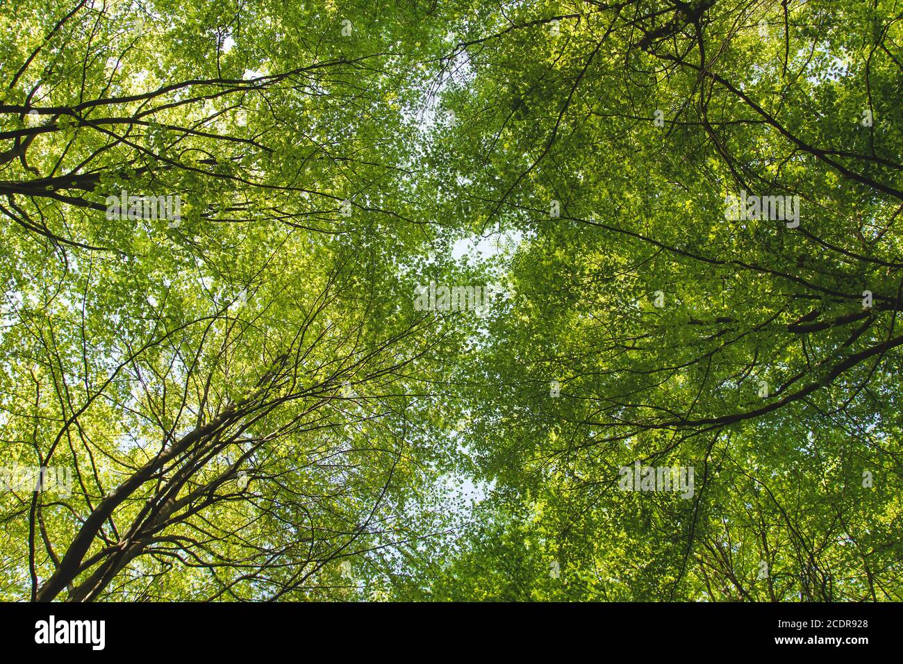 Buche Baumkronen im grünen Wald Stockfoto