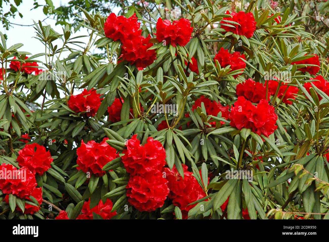 Rhododendron. American Hybrid 'Etaburrows'. Hier im Mount Congreve Estate, Kilmeadon, Co. Waterford. April. Mit Genehmigung. Stockfoto
