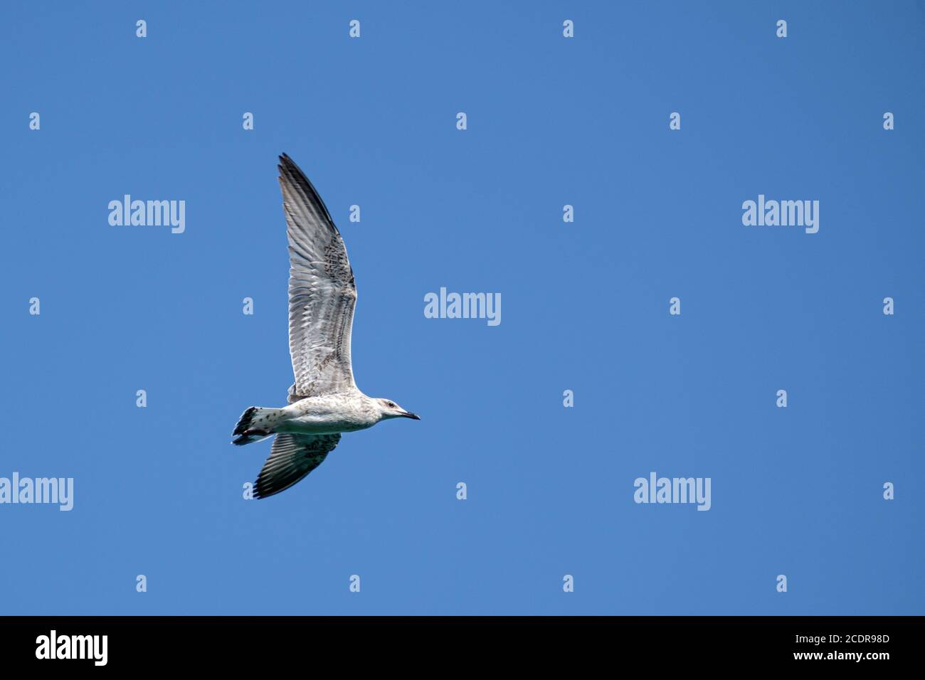 Möwe im Flug an der kroatischen Küste Stockfoto