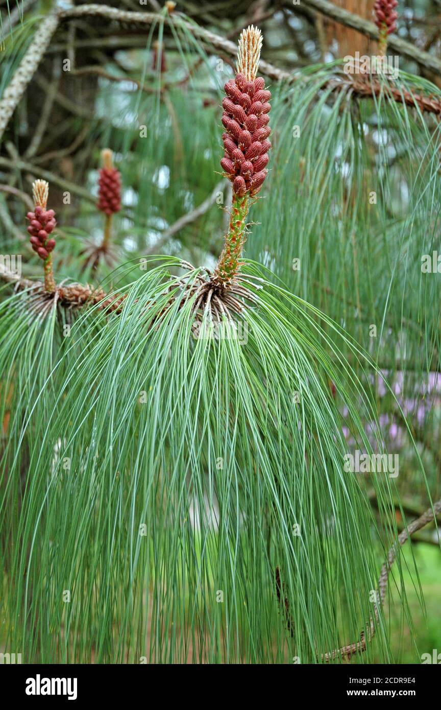 Blume und Nadeln der mexikanischen Kiefer, (Pinus patula) Cobh, bei Cork, Irland, April. Stockfoto