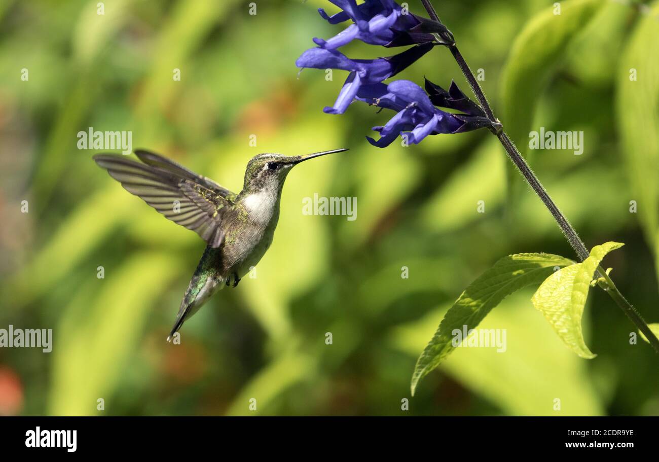 Nahaufnahme von Rubinkehlchen im Flug und Fütterung von Nektar von schwarzen und blauen Kolibri Salbei Blumen. Stockfoto