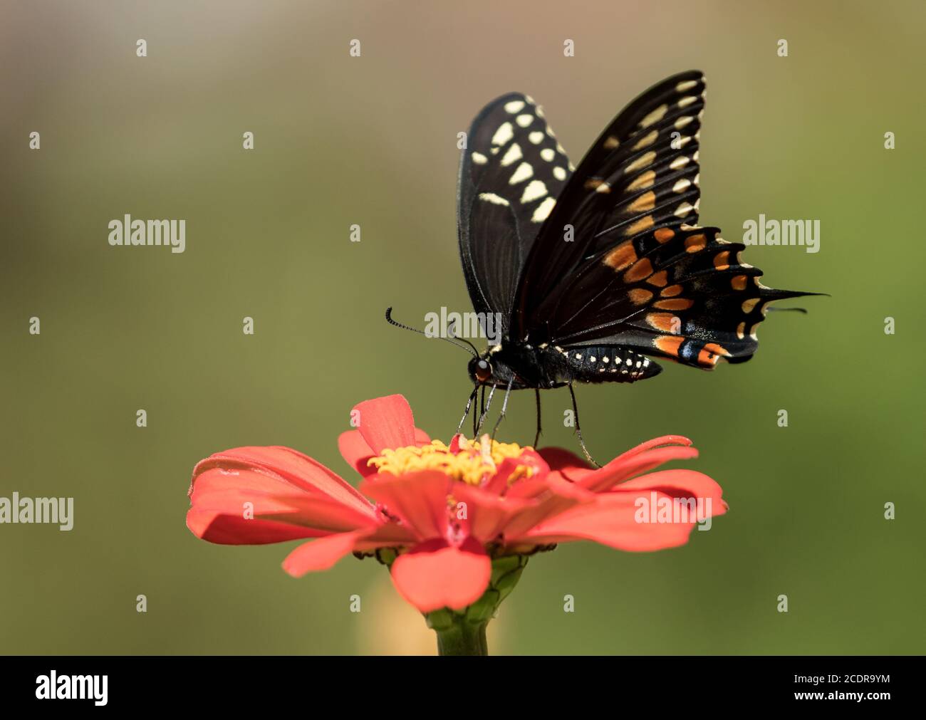 Nahaufnahme von Black Swallowtail Butterfly, der sich von Nektar aus oranger Zinnia Blume im kanadischen Garten ernährt. Stockfoto