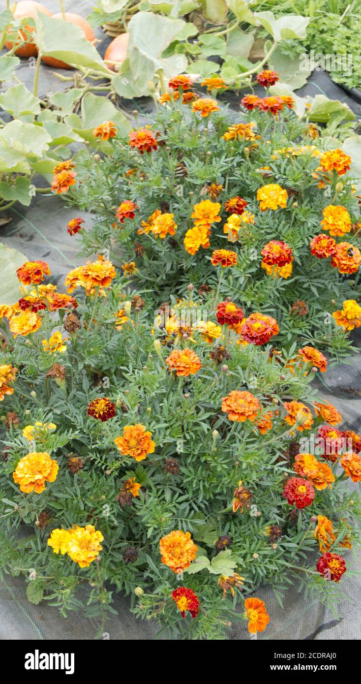 Französische Ringelblumen blühen neben Uchiki kuri Squash, um Schädlinge zu betrügern. Stockfoto