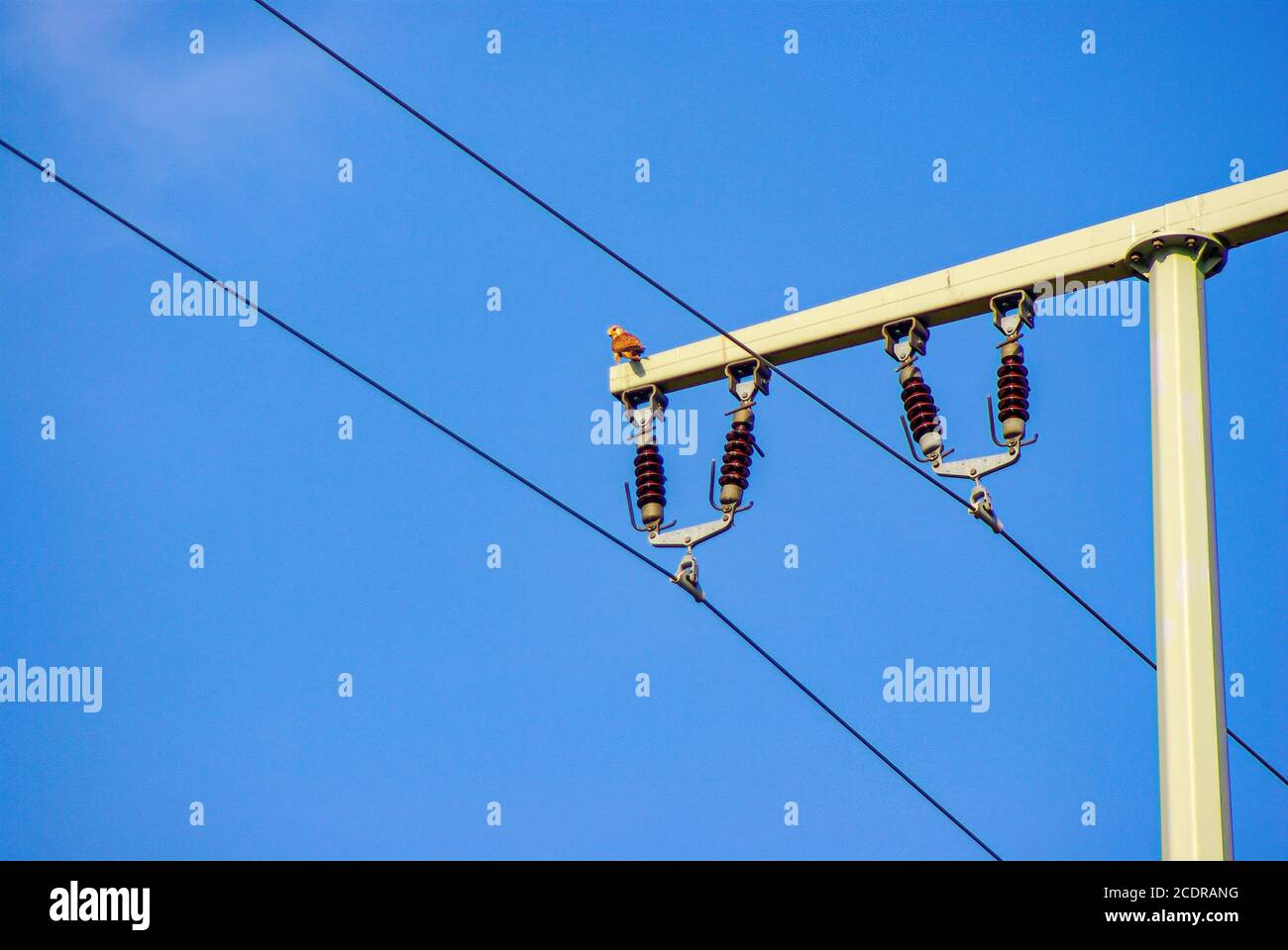 Ein Mast mit einem Falken, der darauf sitzt. Stockfoto