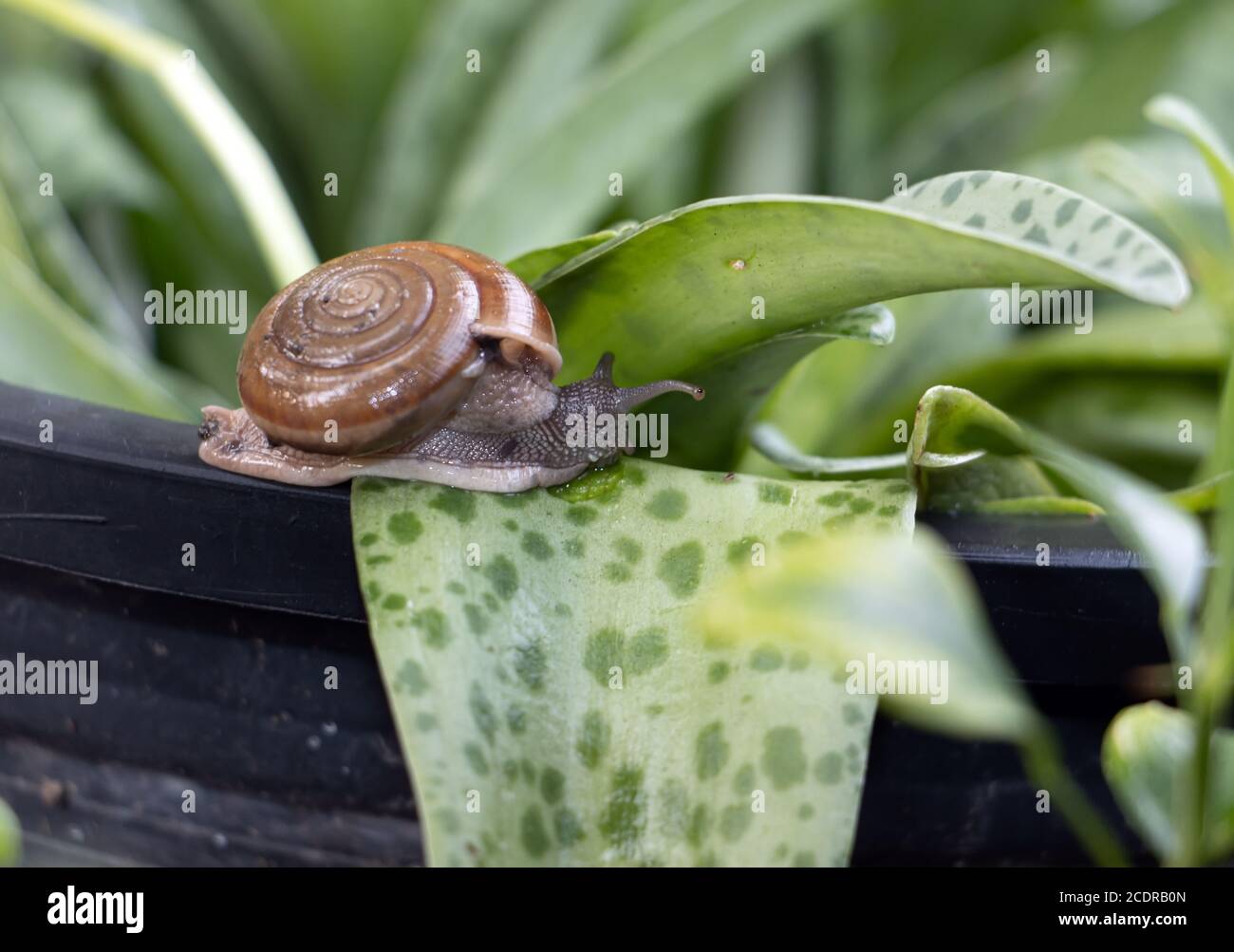 Eine Schnecke kriecht auf einem Blatt einer Blume in einem Blumentopf. Stockfoto