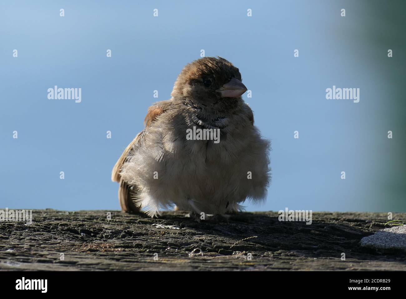 Sehr niedlicher junger Sperling, der auf einem Stein sitzt Stockfoto