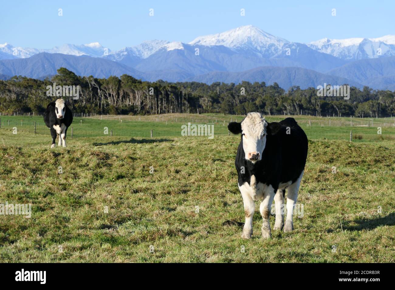 Kühe auf einer üppigen Wiese in der West Coast Region Von Neuseeland mit den schneebedeckten südlichen Alpen in Der Hintergrund Stockfoto