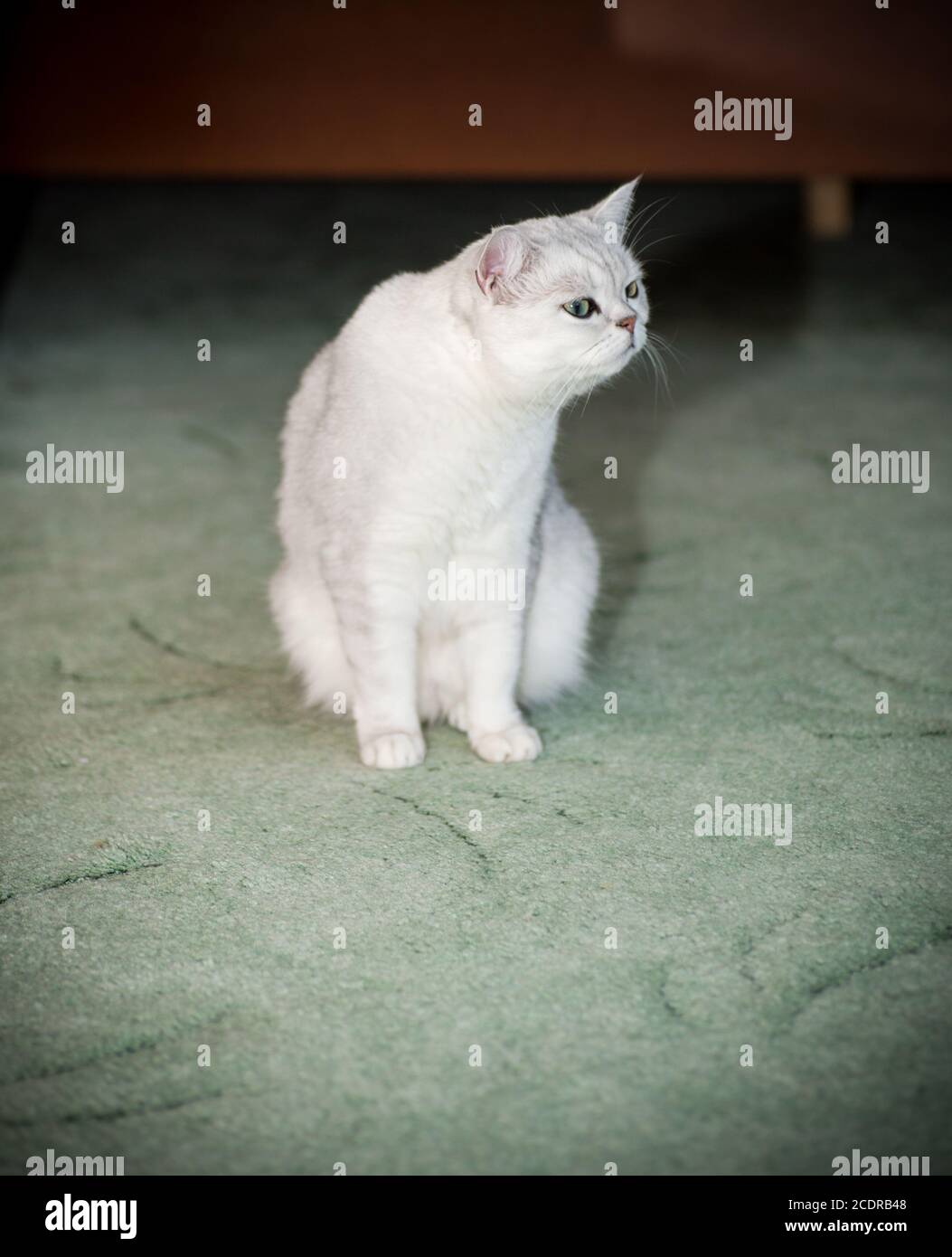 Schöne Katze reinrassige schottische Chinchilla mit geraden Ohren schnüffelt Etwas Stockfoto
