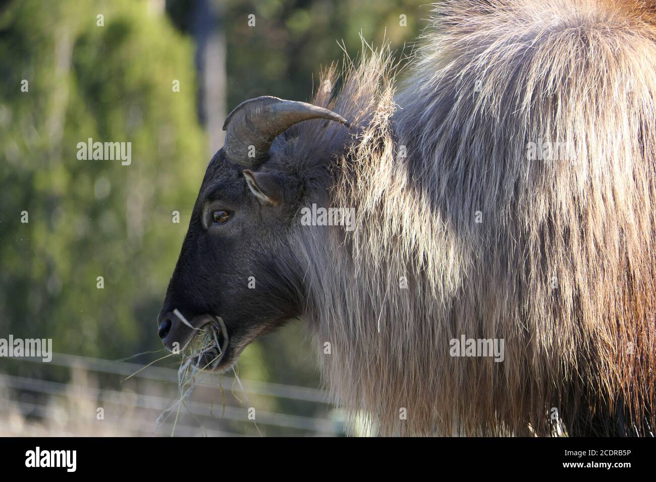 Nahaufnahme des Gesichts einer himalaya-Tahr beim Essen Heu Stockfoto