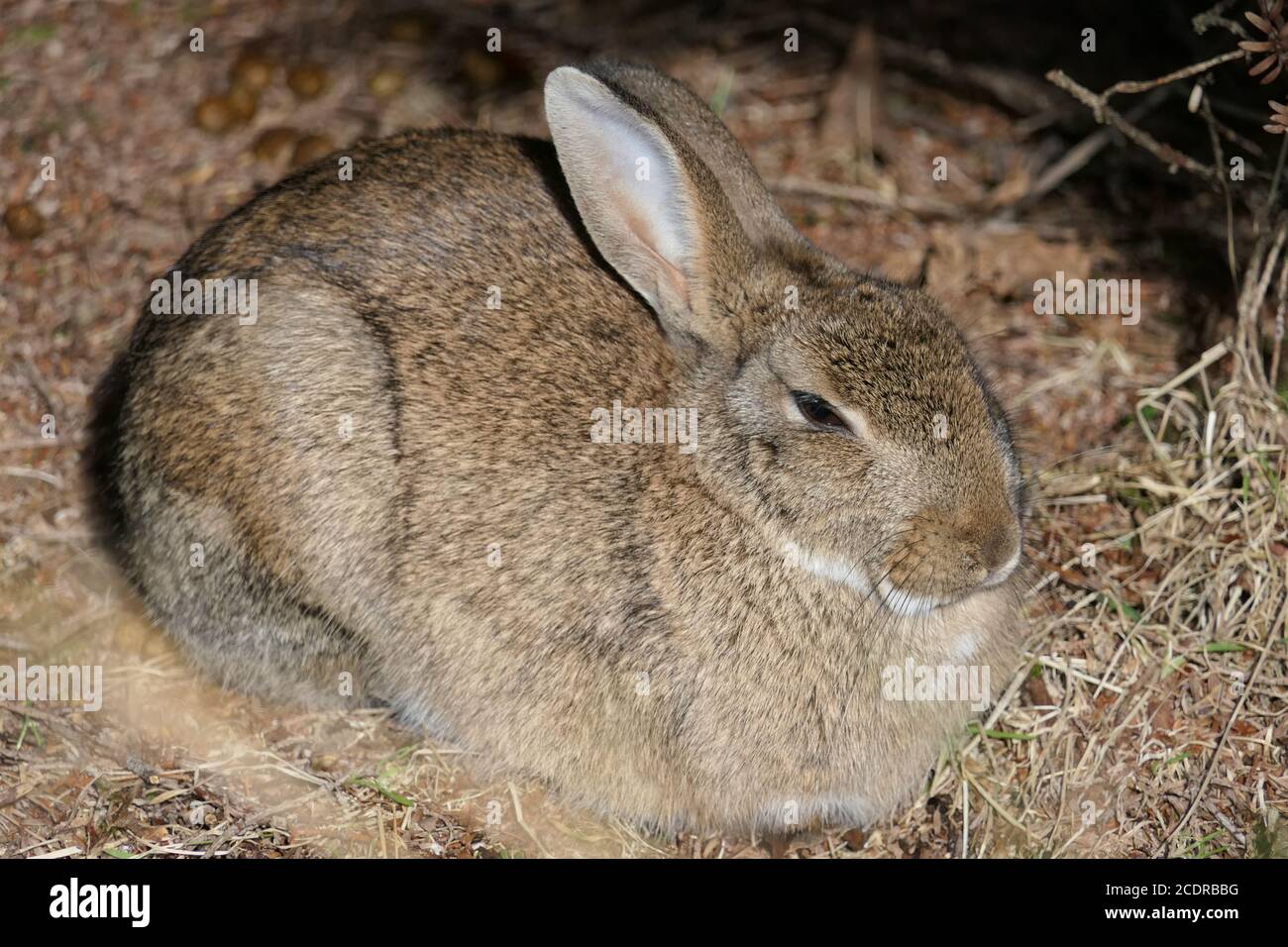 Closeup niedlich flauschig schluchzende braune Hase, Kaninchen oder lepus europaeus sitzen auf dem Waldboden Stockfoto