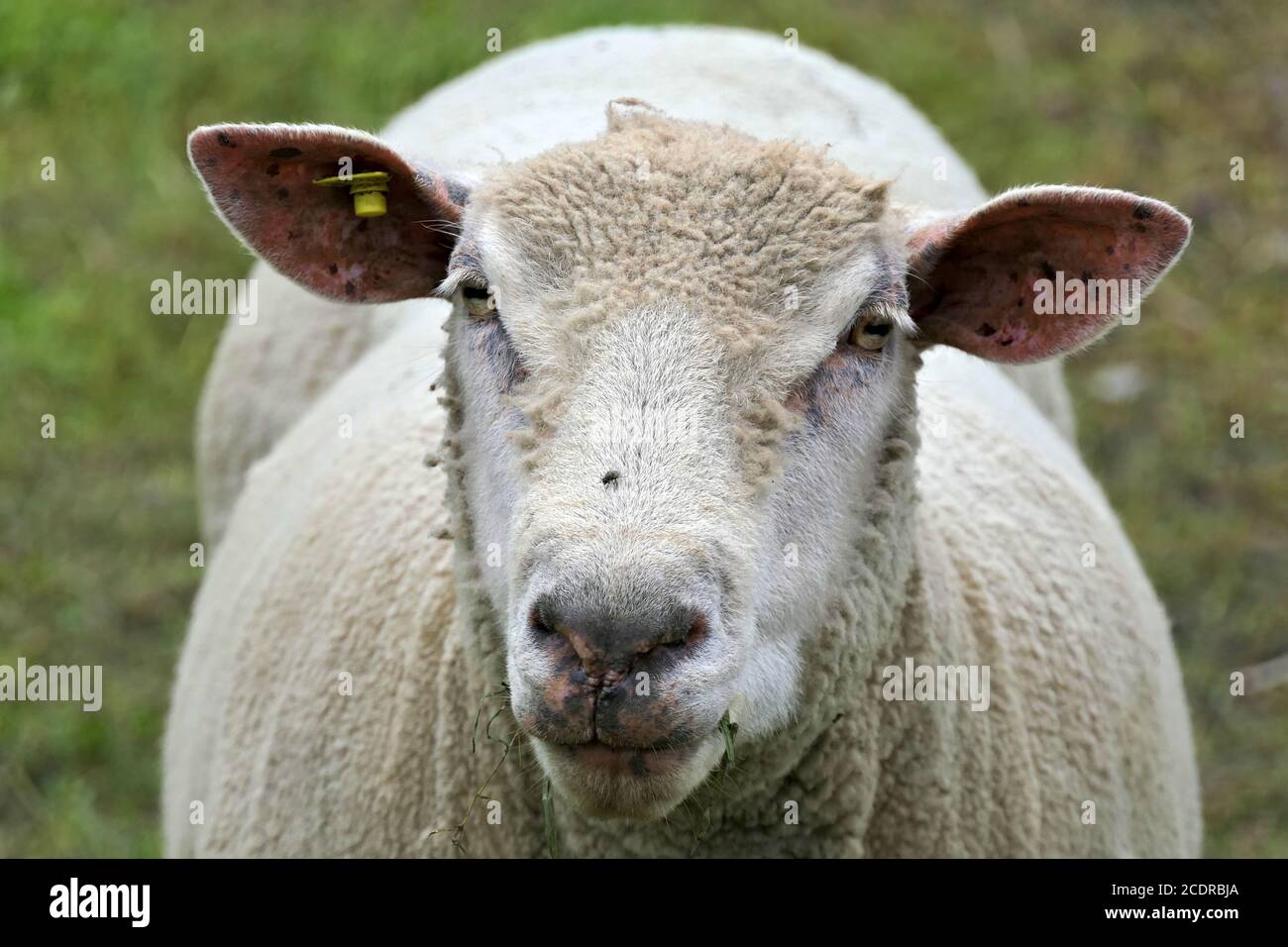 Nahaufnahme Gesicht eines weißen gescherten Schafe in einem grünen Weide Stockfoto
