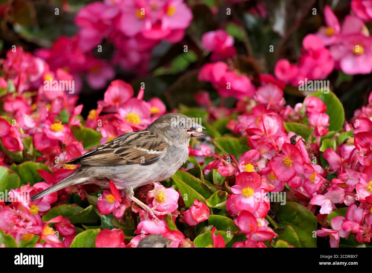 Nahaufnahme niedlichen weiblichen Haussperling oder Passant domesticus sammeln Nahrung In einem rosa blühenden Blumenstrauch in einem Garten Stockfoto