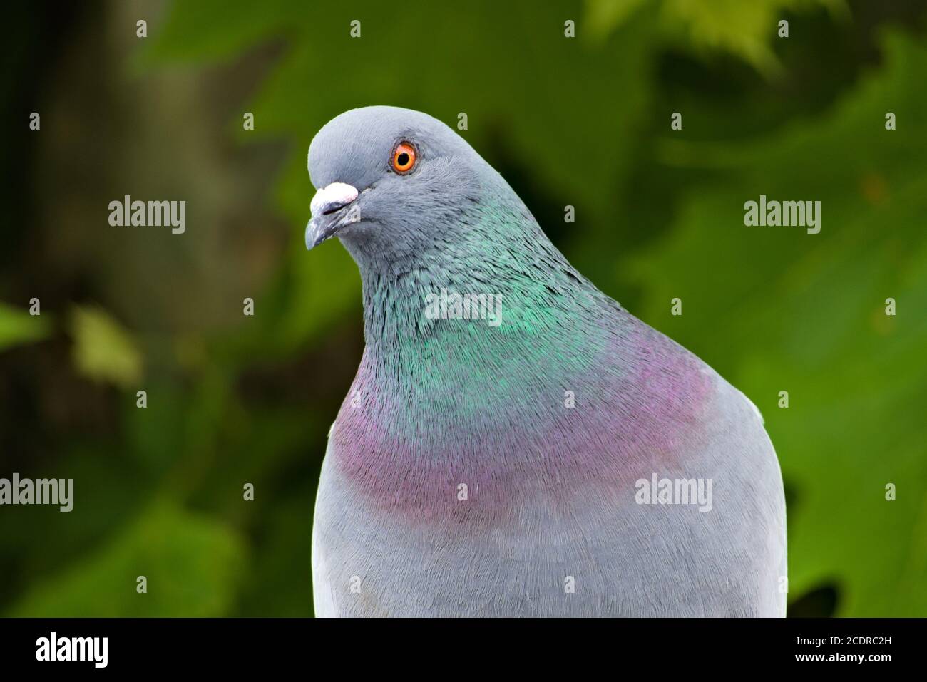 Nahaufnahme Porträt einer bunten Wildtaube oder Stadttaube Mit verschwommenen grünen Blättern im Hintergrund Stockfoto