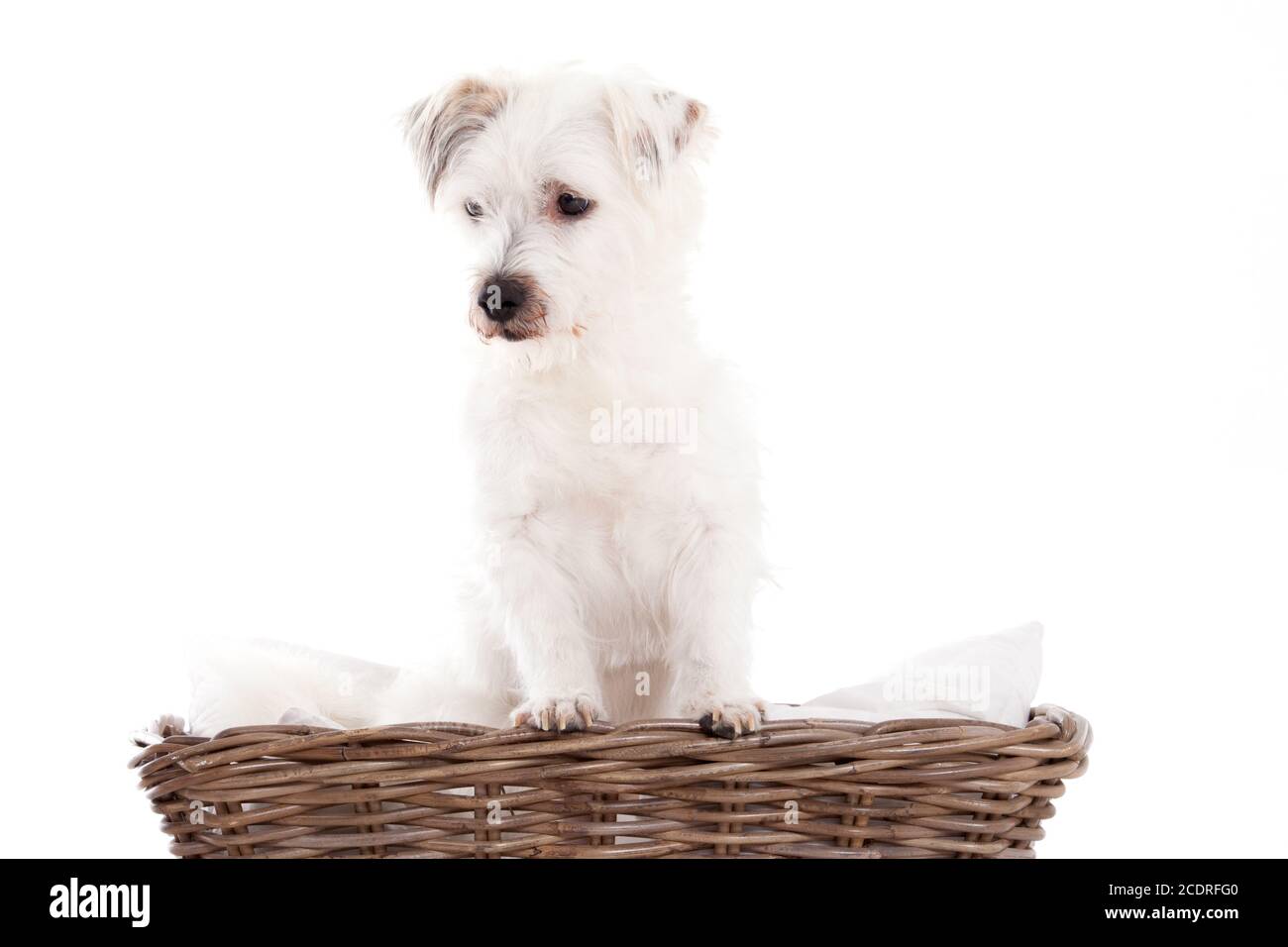 Hund im Korb Stockfoto