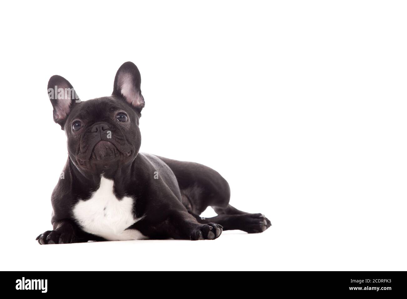 Franse buldog auf Weiß Stockfoto