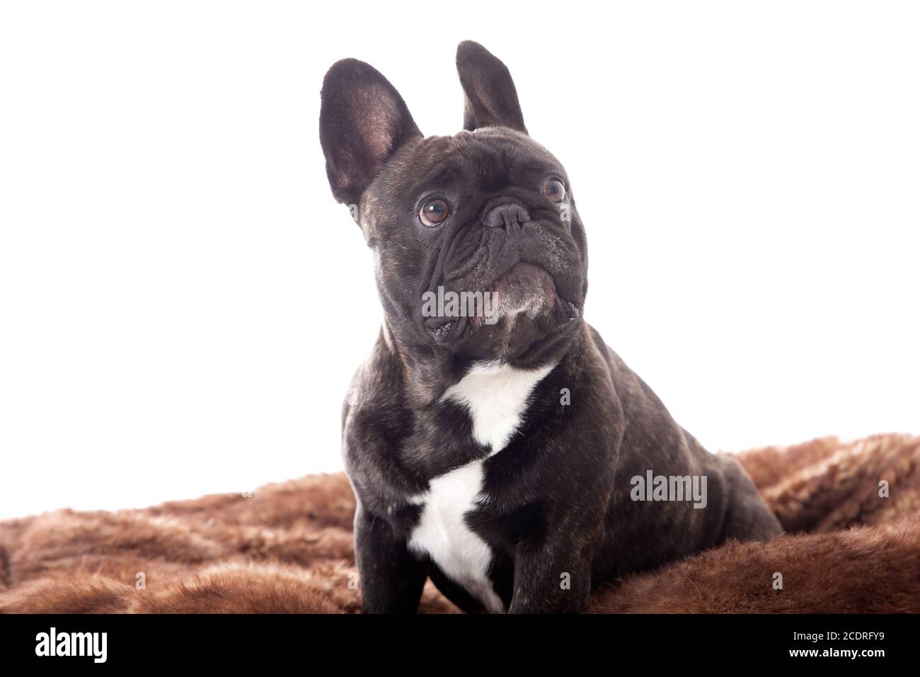 Franse buldog auf seinem Plaid Stockfoto