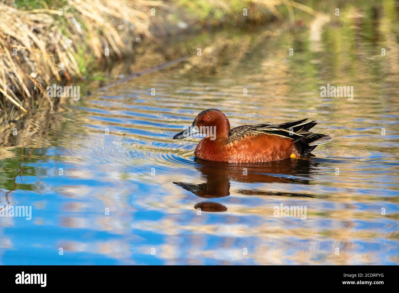 Eine Zimt Teal Ente Schwimmen in einem Feuchtgebiet Umwelt mit getrockneten Rohrkolben entlang der Küste. Stockfoto