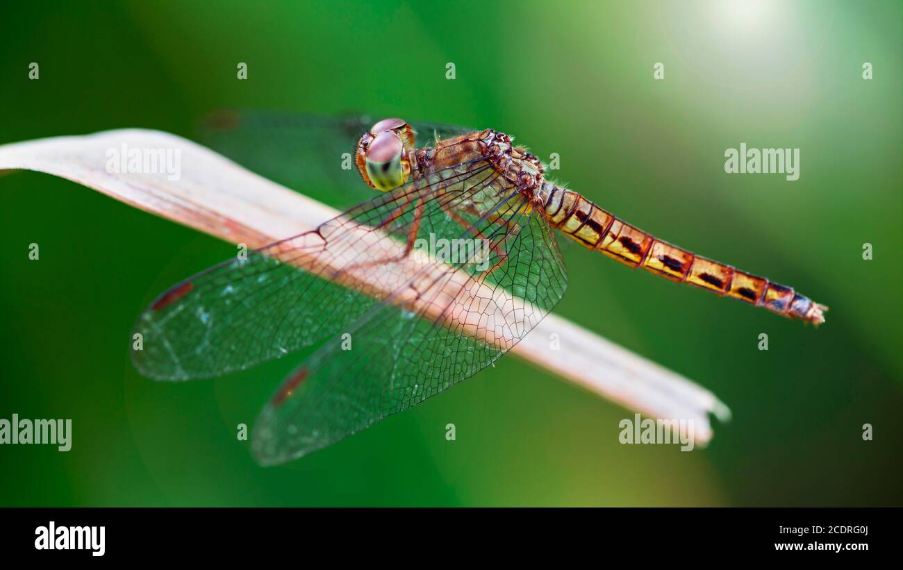 Makro-Foto einer bunten Libelle auf einem Blatt. Gnädig und zerbrechlich fliegenden Raubtier von kleinen Insekten mit großen Flügeln und großen Augen Stockfoto