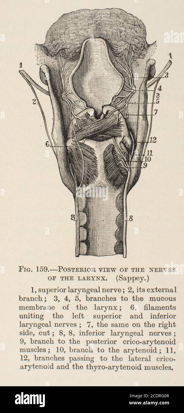 Quain's Elements of Anatomy Col. III veröffentlicht im Jahr 1896, Kehlkopf. Stockfoto