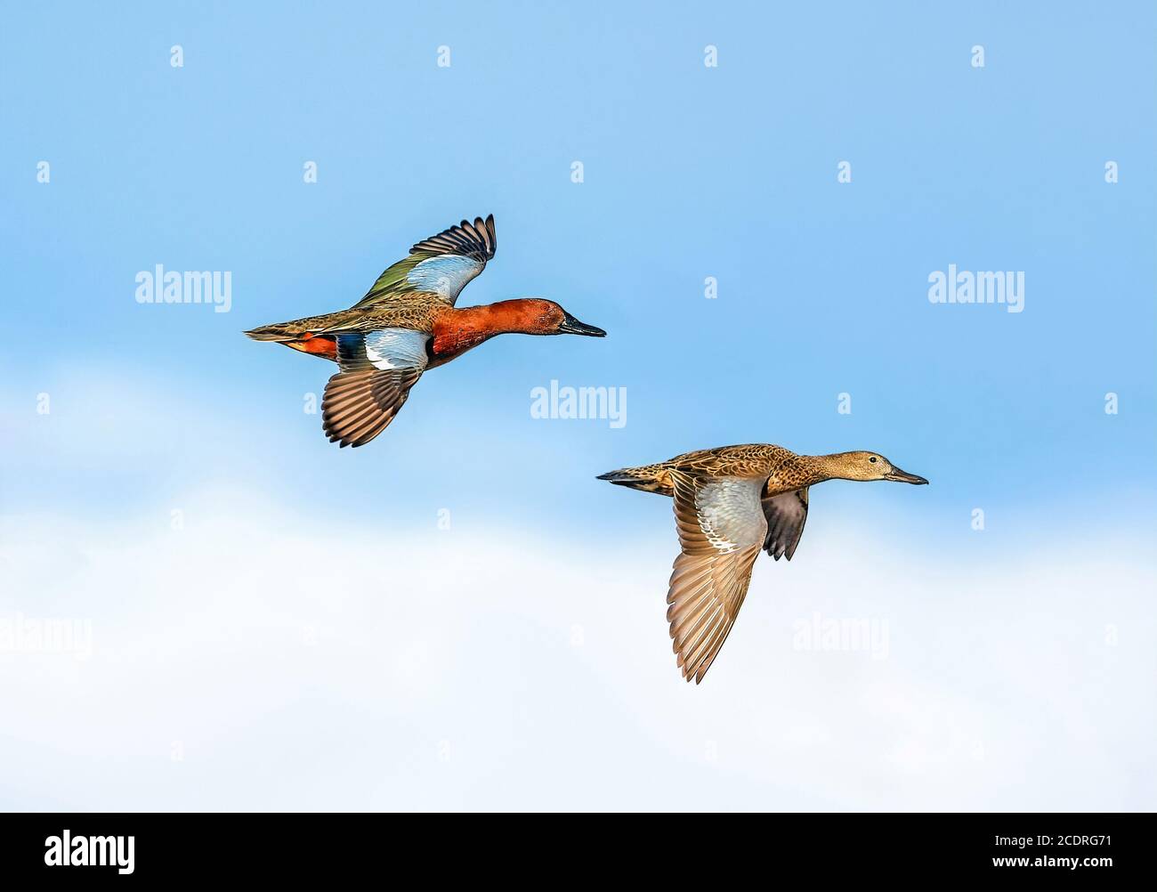 Ein Zimt-Teal-Paar fliegen über den Wolken und gegen einen hellblauen Himmel. Stockfoto
