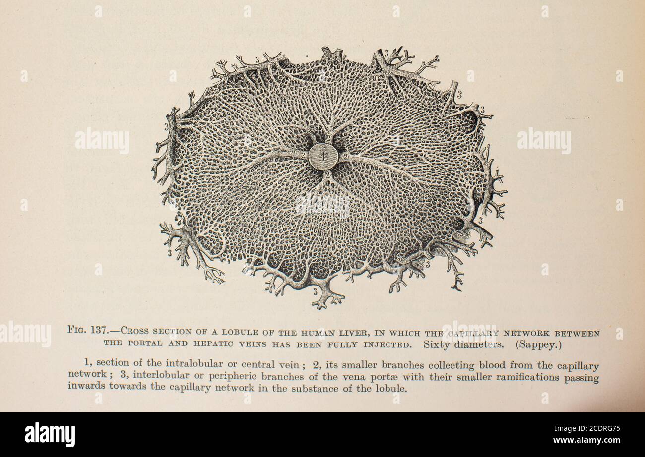 Quain's Elements of Anatomy Col. III im Jahr 1896 veröffentlicht, Querschnitt eines Lappen der Leber. Stockfoto