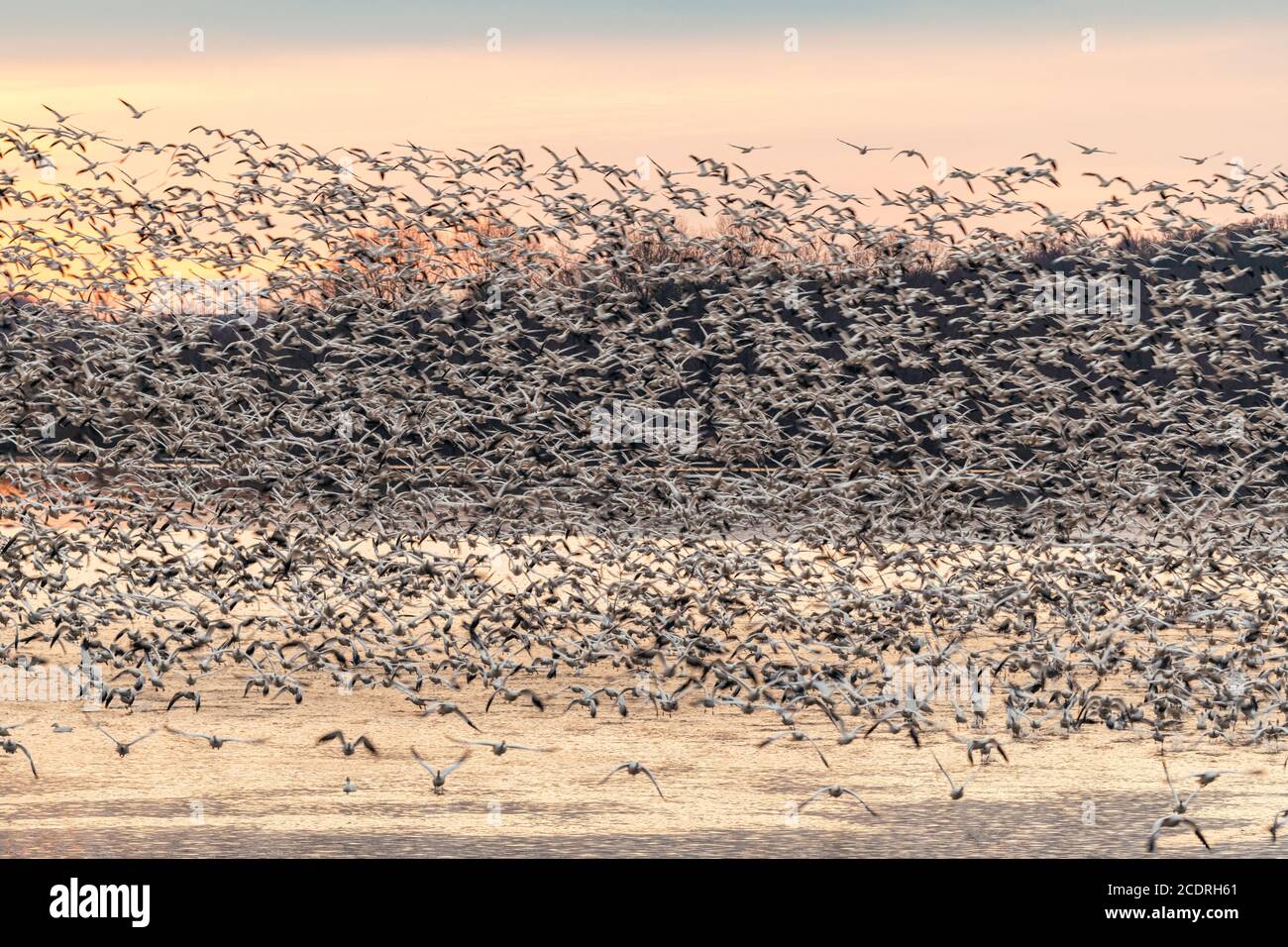 Schneegans-Wanderung am See im Winter Stockfoto