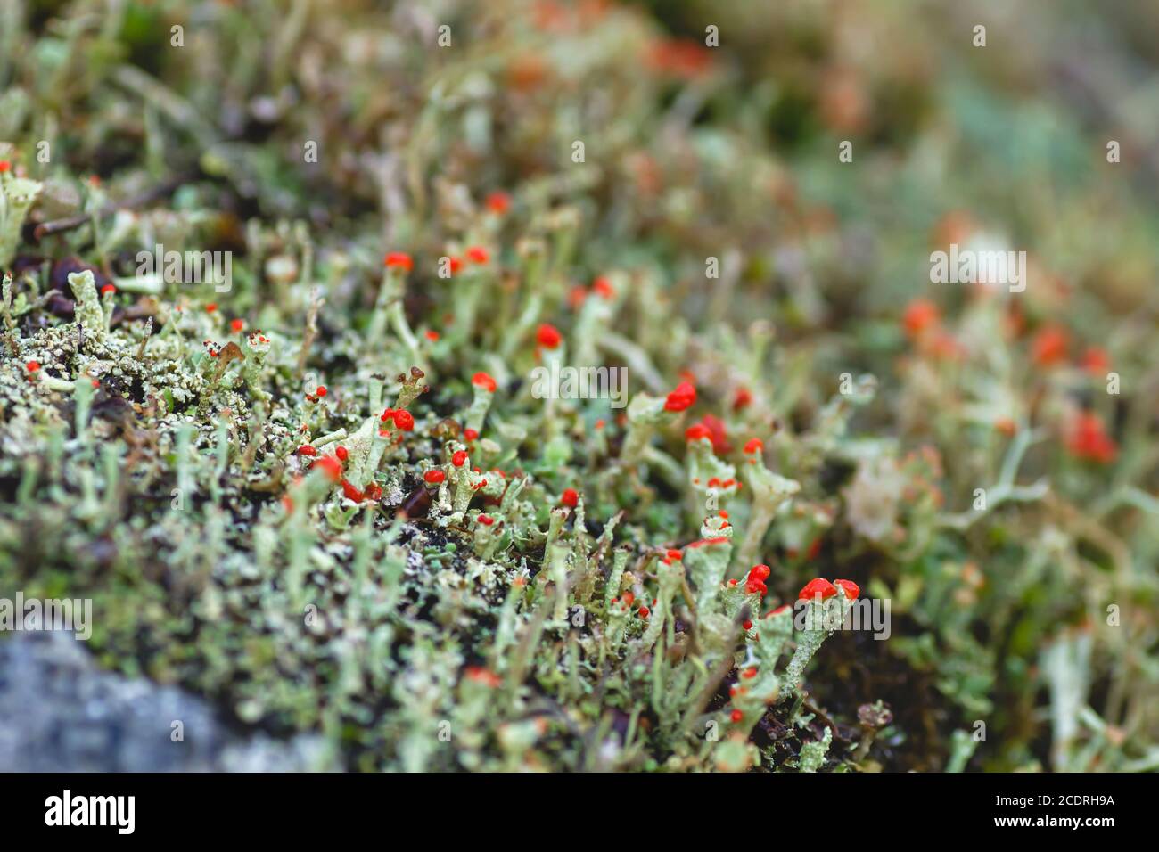 Cladonia cristatella oder britische Soldatenflechte Stockfoto
