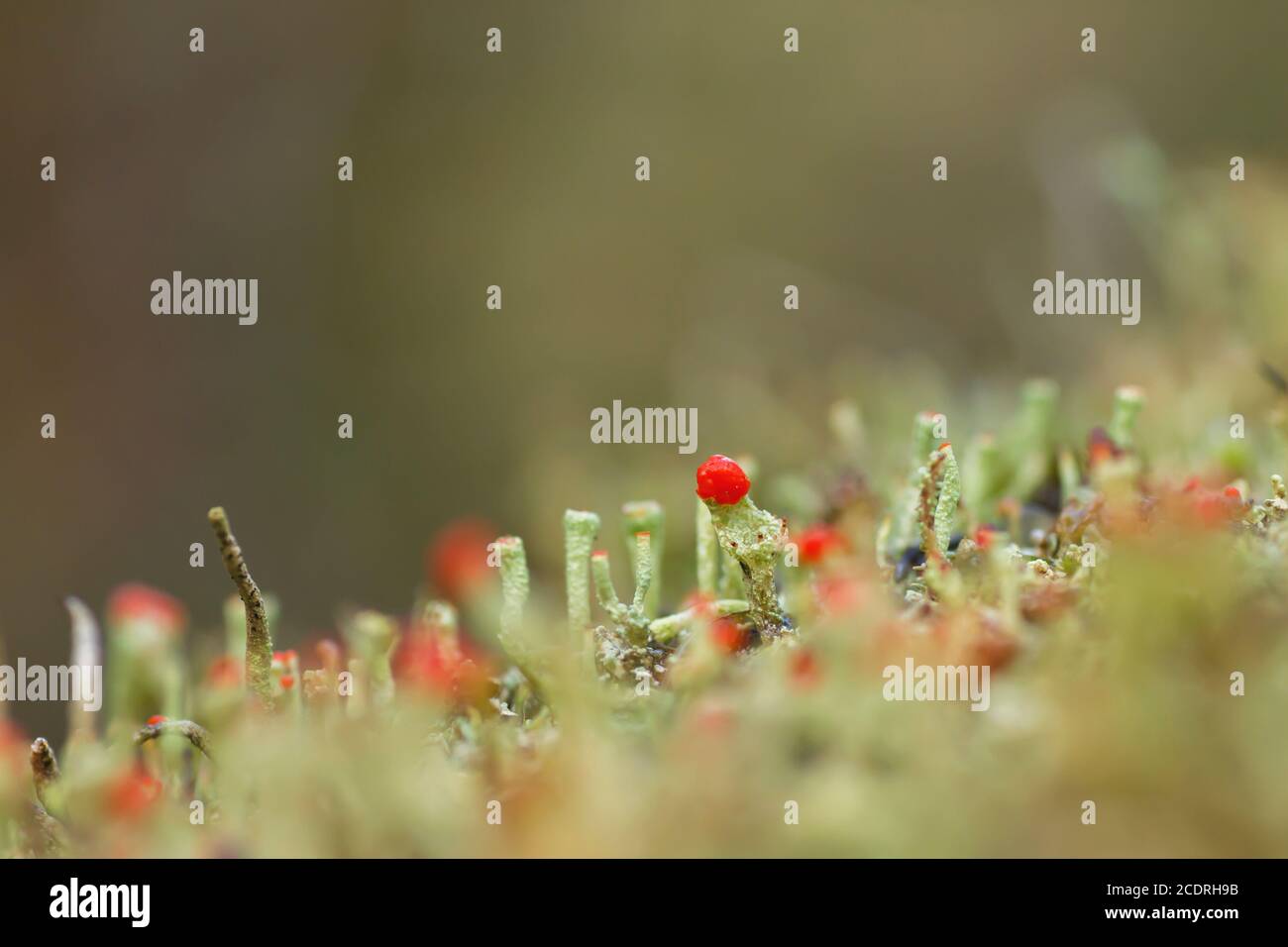 Cladonia cristatella oder britische Soldatenflechte Stockfoto