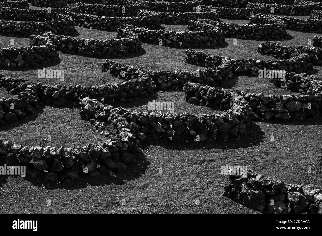 Weinbau auf lanzarote in der Region La Geria, Spanien, Europa Stockfoto