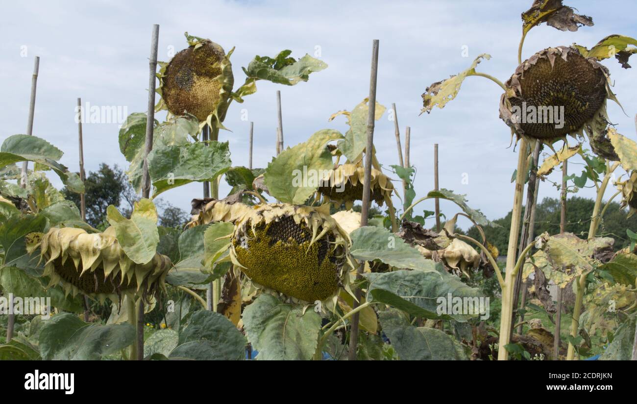 Sonnenblumenköpfe, einige Samen bereits von den Vögeln entfernt. Stockfoto