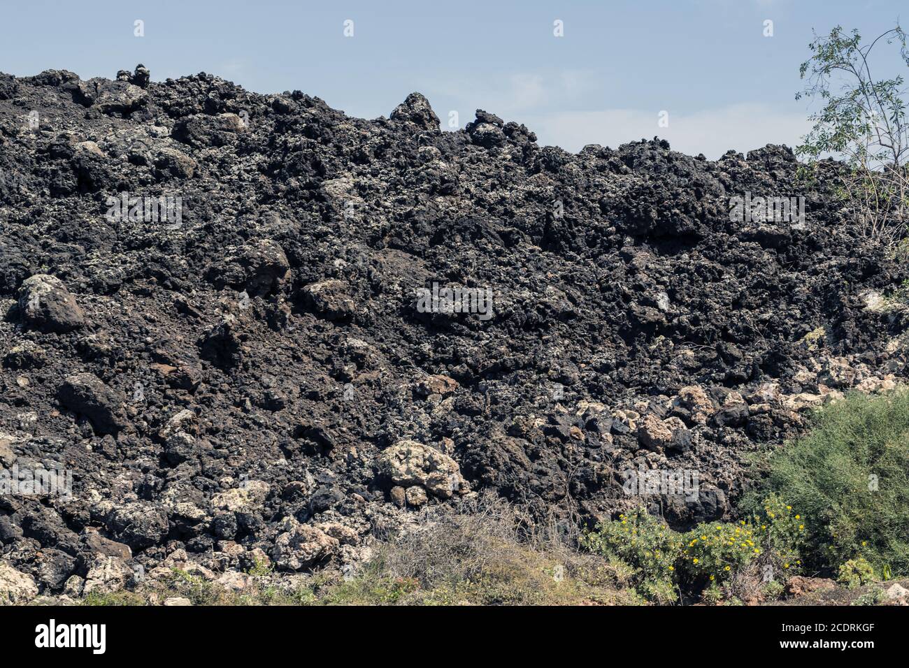 Erste Flechten und Pflanzen einer neuen Vegetation auf dem abgekühlten Lavastrom bei Mancha Blanca, Stockfoto