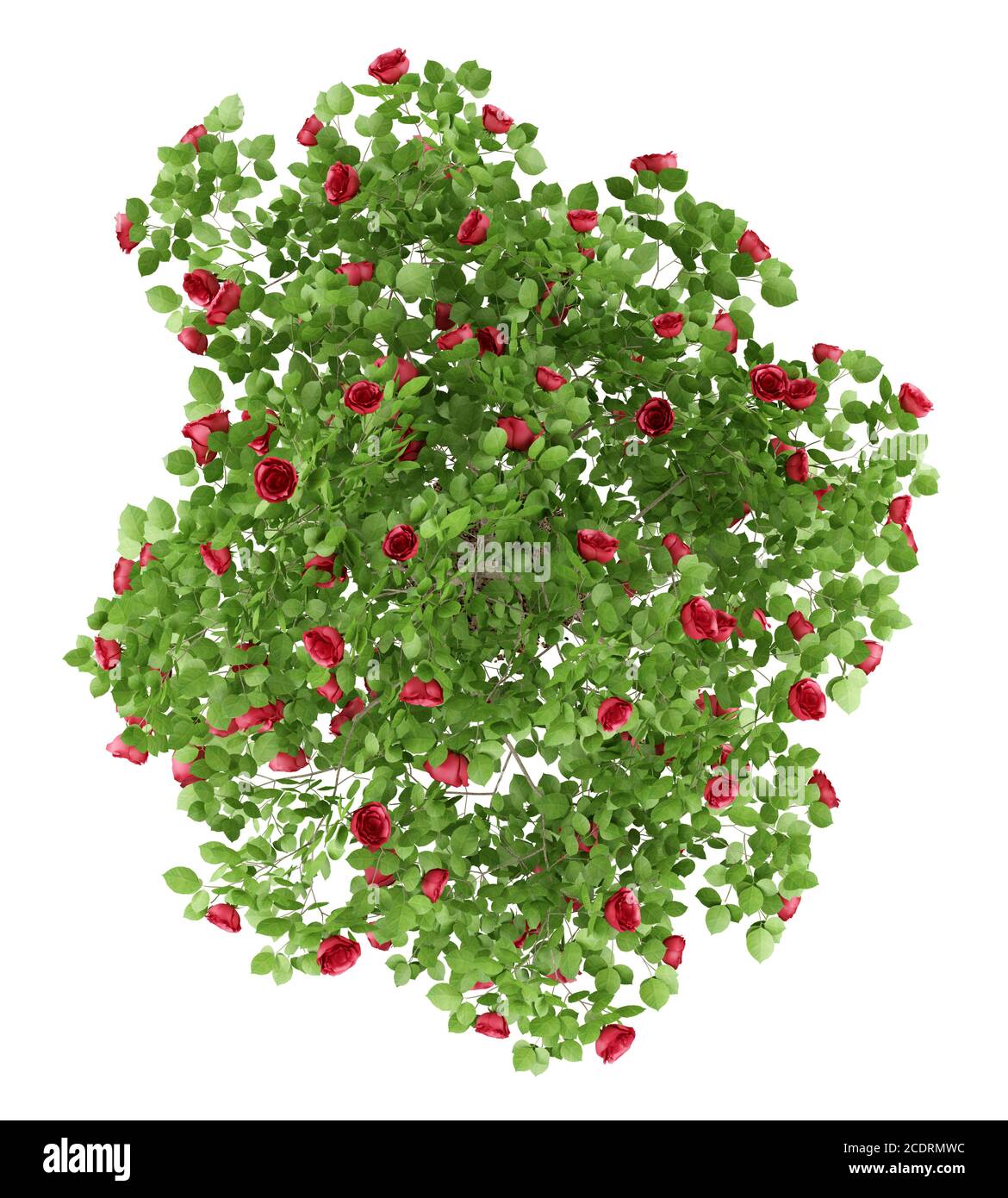 Draufsicht auf rote Rosenstrauch-Pflanze isoliert auf weiß Hintergrund Stockfoto