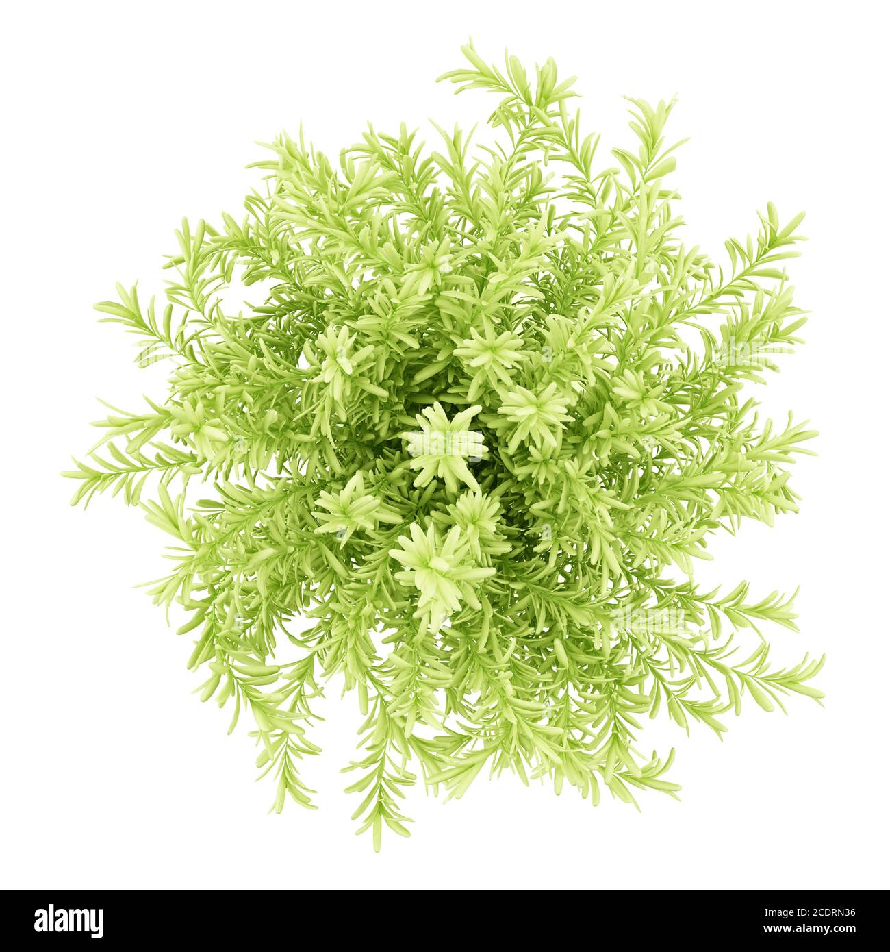 Draufsicht auf dünne Blätter Sedum Pflanze isoliert auf weiß Hintergrund Stockfoto