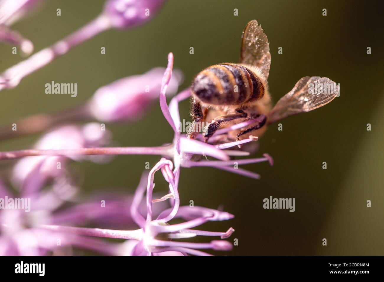 Bienen sammeln Nektar auf lila Alaun Knoblauch Blume. Makro Nahaufnahme. selektiven Fokus erschossen mit flachen DOF Stockfoto