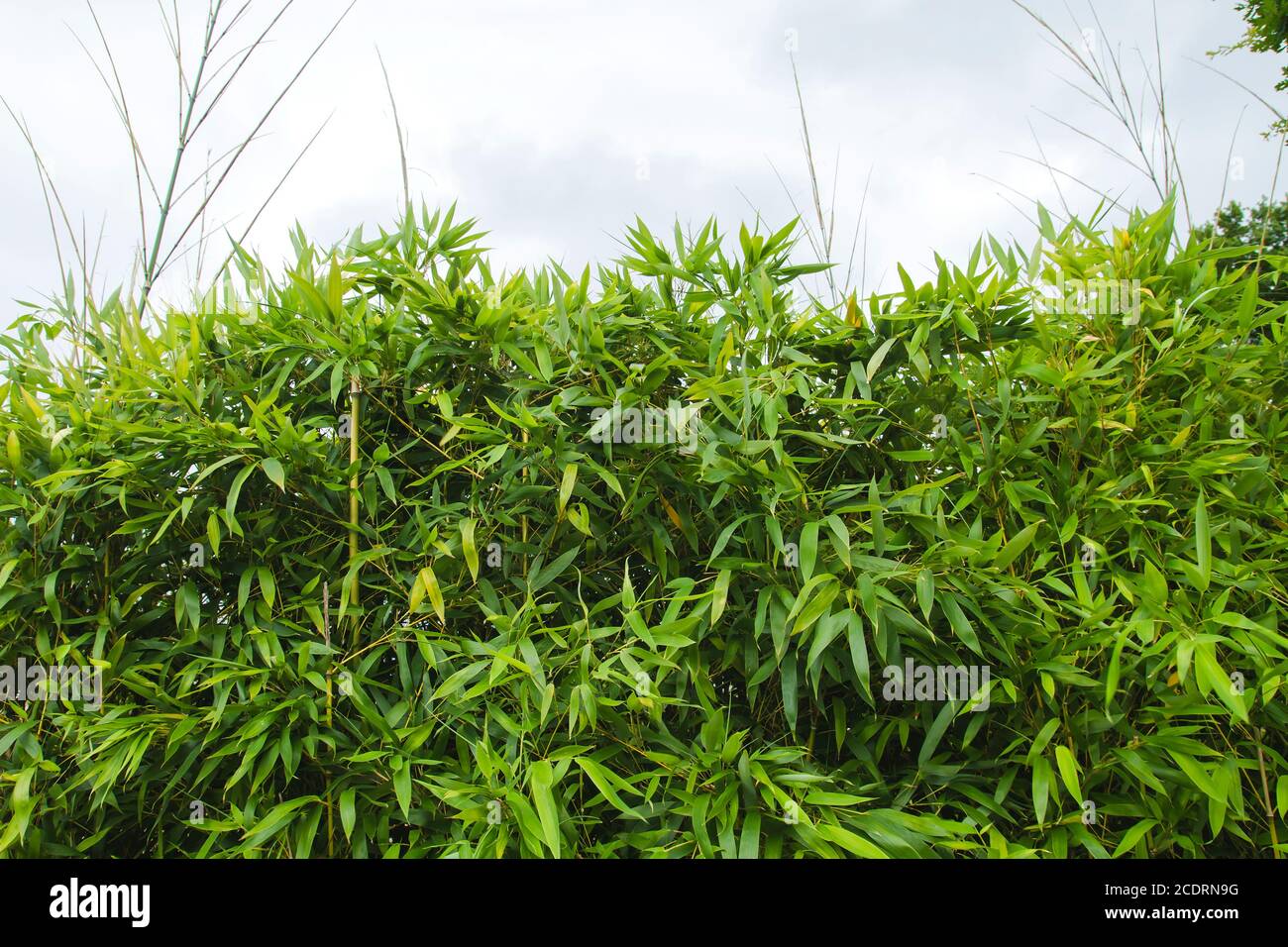 Bambuspflanzen grünes Laub Stockfoto