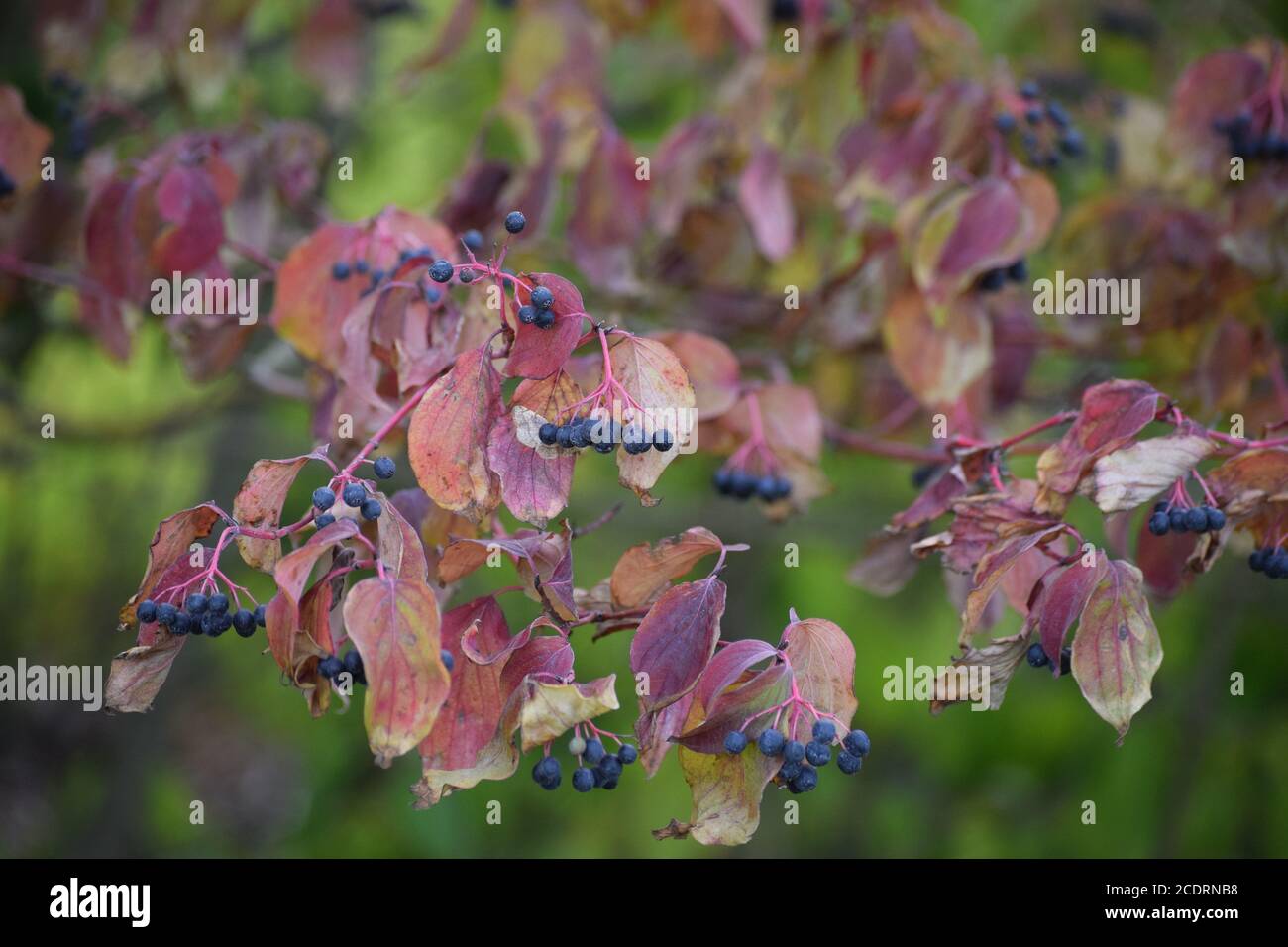 Schwarze Früchte von gewöhnlicher Dogwood Stockfoto