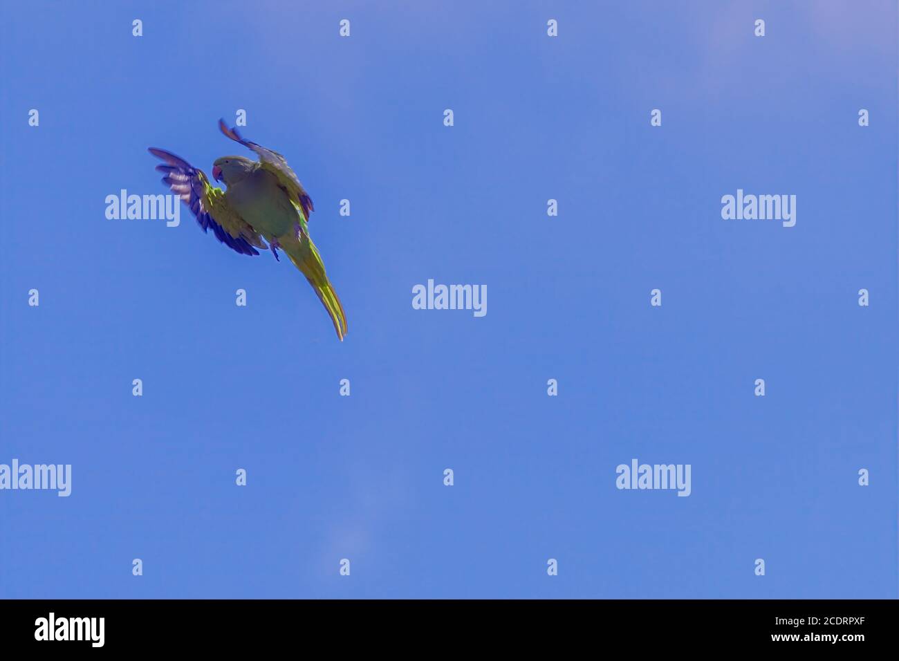 Ein Vogel, der am Himmel fliegt Hochwertige Fotos. Stockfoto