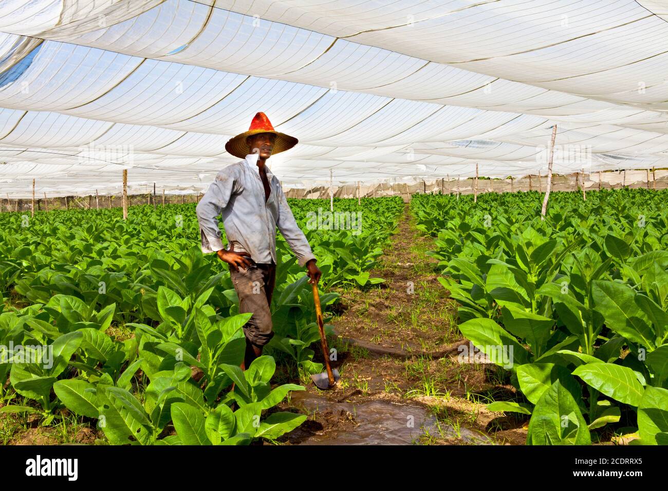 Burley Tobacco Field Stockfotos Und Bilder Kaufen Alamy